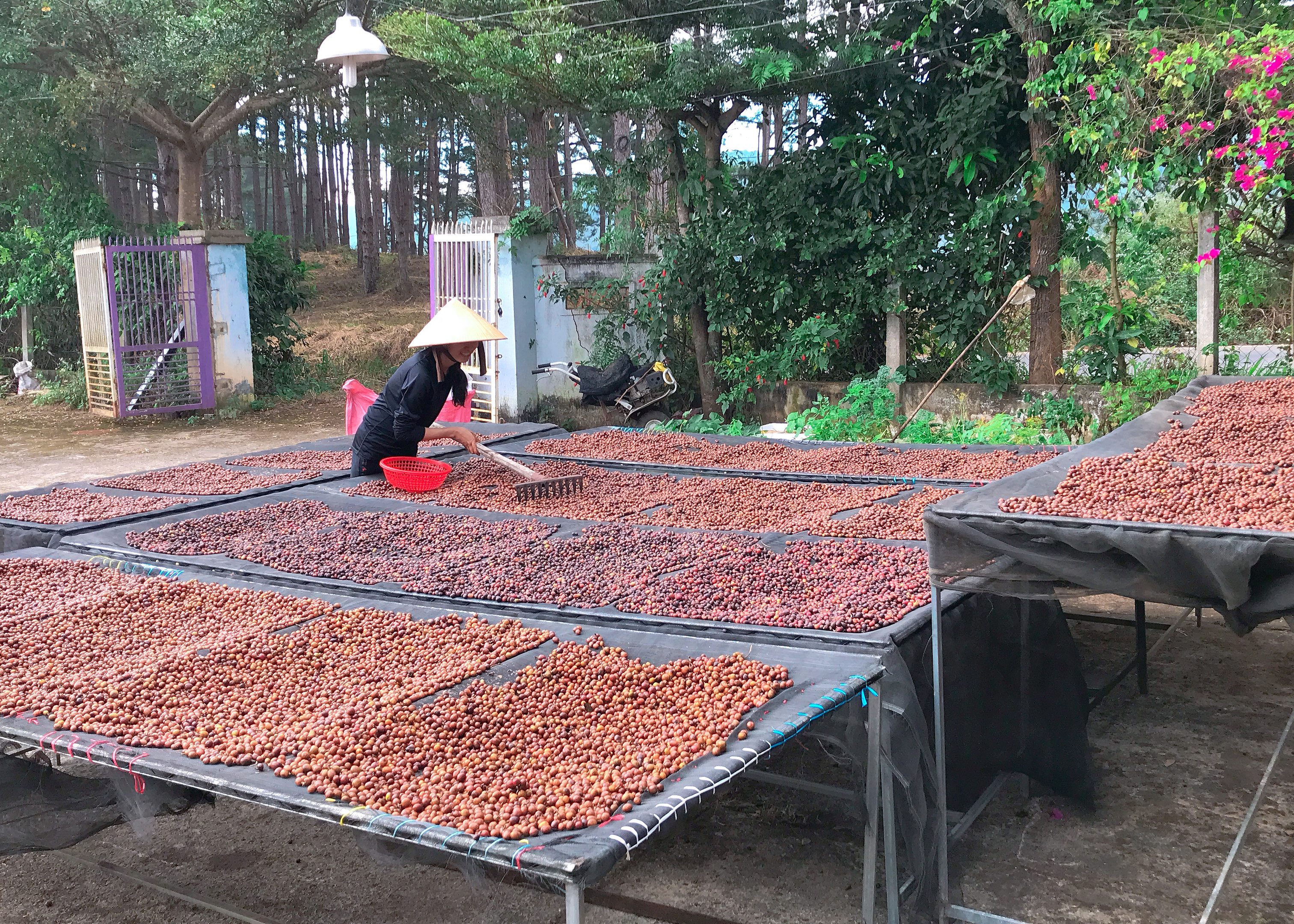 Phơi trên giàn cao, nắng tự nhiên