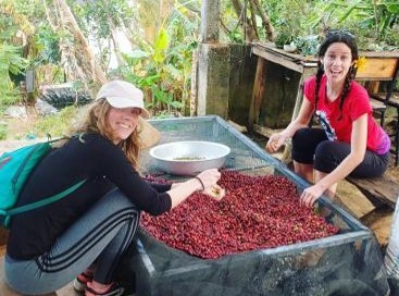 Thu hái quả chín 100% bằng tay