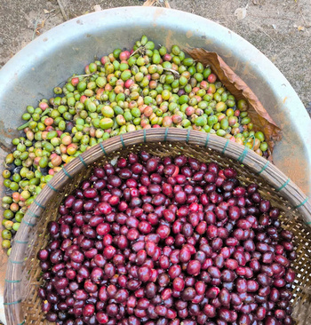 Thu hoạch Quả Xanh Chín (1) (1)